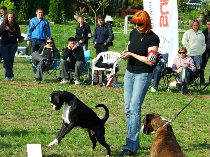 Sirig Srbija 2011, Angel II.mesto