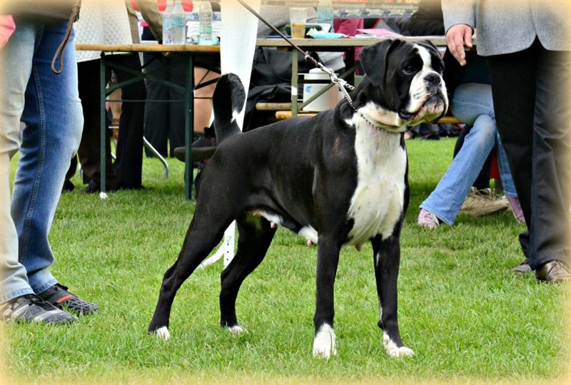 Cacib Maribor 20.04.+21.04.2013, Angel I.mesto, CAC, R.Cacib