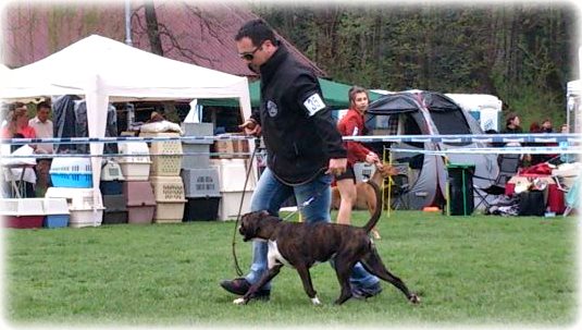 Cacib Maribor 2013, Cute I.mesto