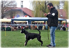 Cacib Maribor 20.04.+21.04.2013, Angel I.mesto, CAC, R.Cacib