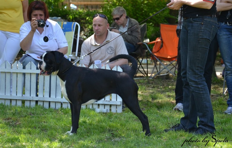 Cacib Zadar 28.04.2012, Angel I.mesto