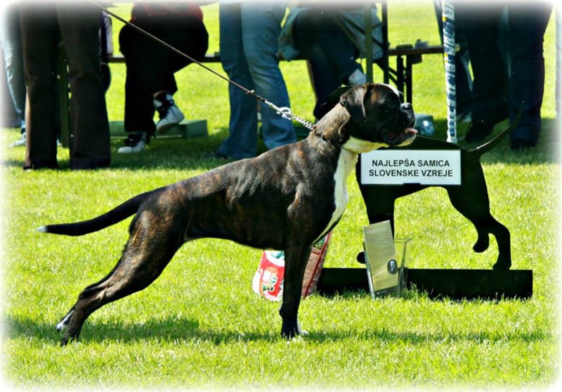 JSZ Slovenija 2013, Cute - najlepša samička slovenske vzreje