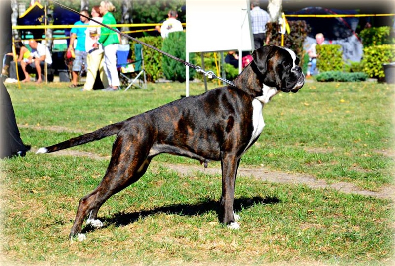 CEBS Poljska 2013, Cute III.mesto