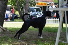 Cacib Zadar 29.04.2012, Angel II.mesto