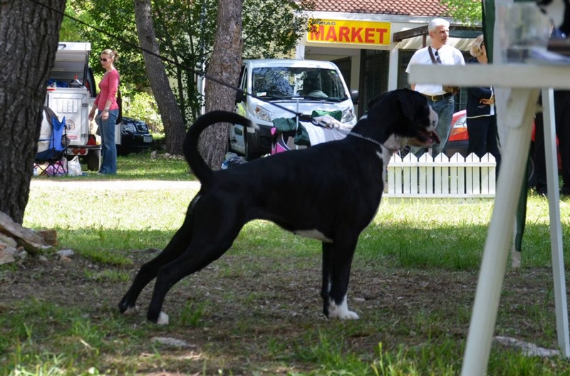 Cacib Zadar 29.04.2012, Angel II.mesto