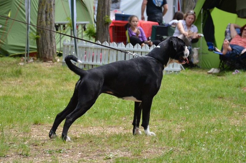 Cacib Zadar 30.04.2012, Angel II.mesto, 01.05.2014 I.mesto