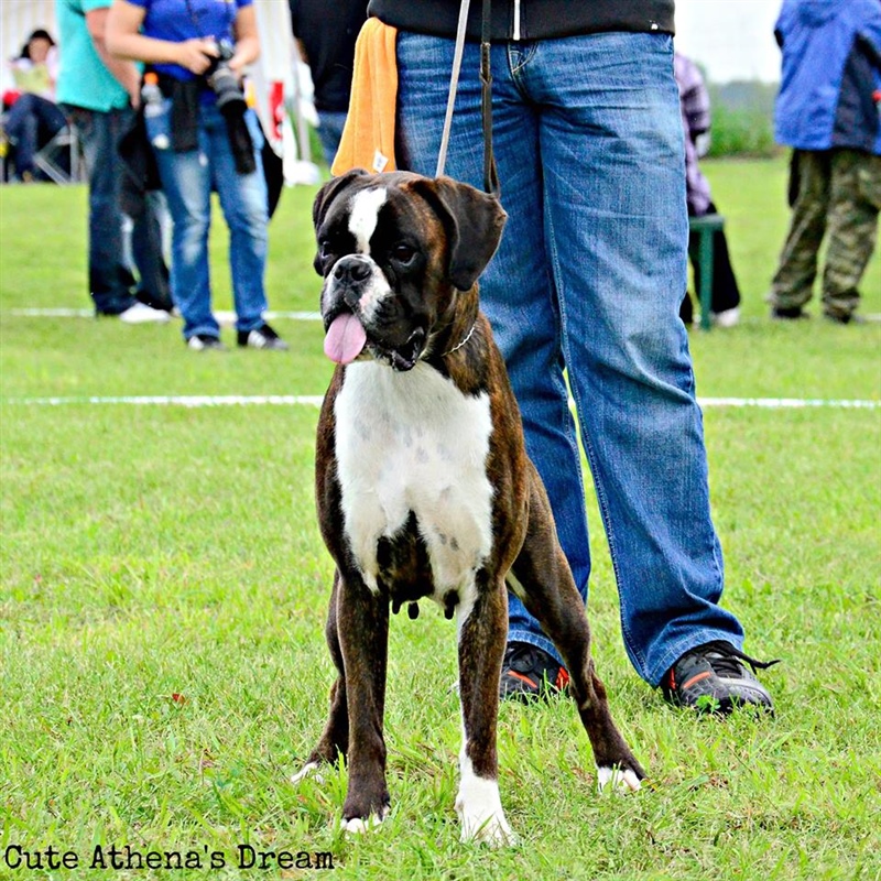 JSZ Austrija 2014, Cute II.mesto