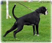 JSZ Slovenia 2010,Angel Best female of Slovenian breeding