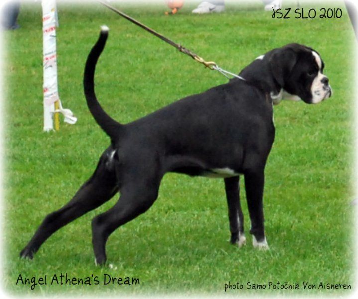 JSZ Slovenia 2010,Angel Best female of Slovenian breeding