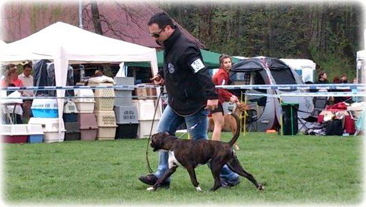 Cacib Maribor 2013, Cute I.mesto