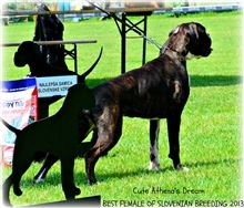 JSZ Slovenia 2013, Cute - Best female of Slovenian breeding