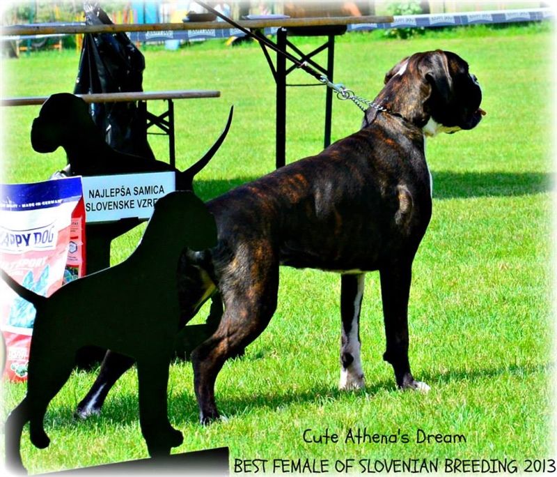 JSZ Slovenia 2013, Cute - Best female of Slovenian breeding