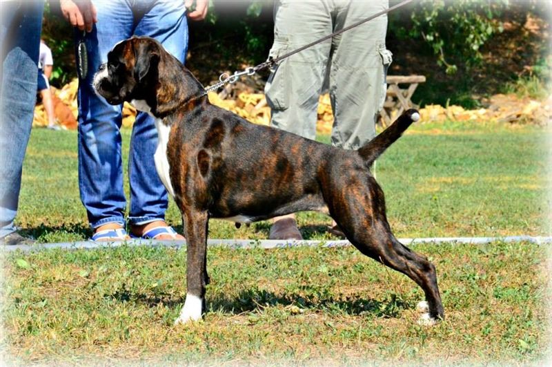 JSZ Serbia 2013, Cute - Jahresjugendsieger + Best young female (Klubsieger)