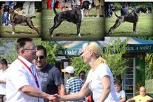 JSZ Serbia 2013 ATHENA'S DREAM - Best breeding group