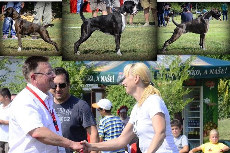 JSZ Serbia 2013 ATHENA'S DREAM - Best breeding group