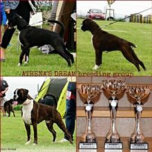 JSZ Austria 2014, ATHENA'S DREAM Best breeding group