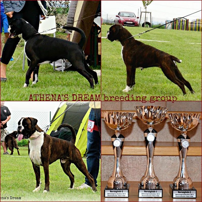 JSZ Austria 2014, ATHENA'S DREAM Best breeding group