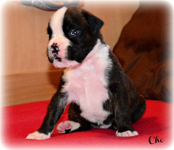 Che, 3 weeks