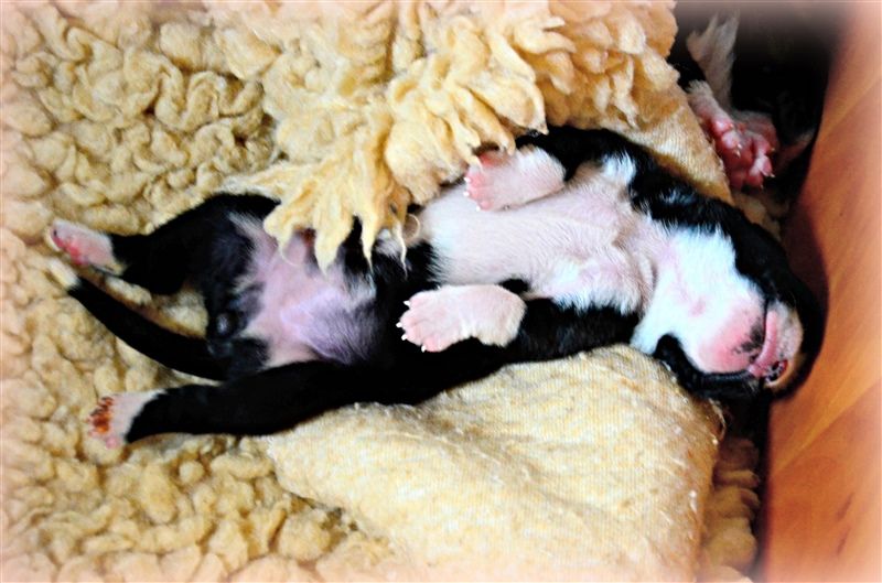 Freya Fae, 1 week