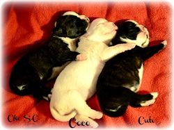 C litter